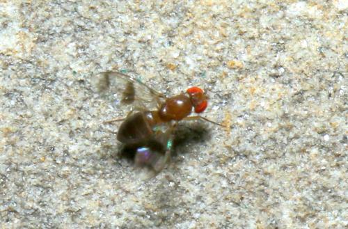 Geomyza sp.